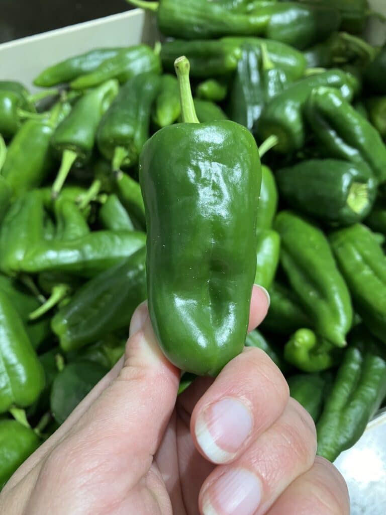 Fraîcheur, qualité et originalité chez SOLY Marché : concombre Noa, poivron de Padron et piment Jalapeño.